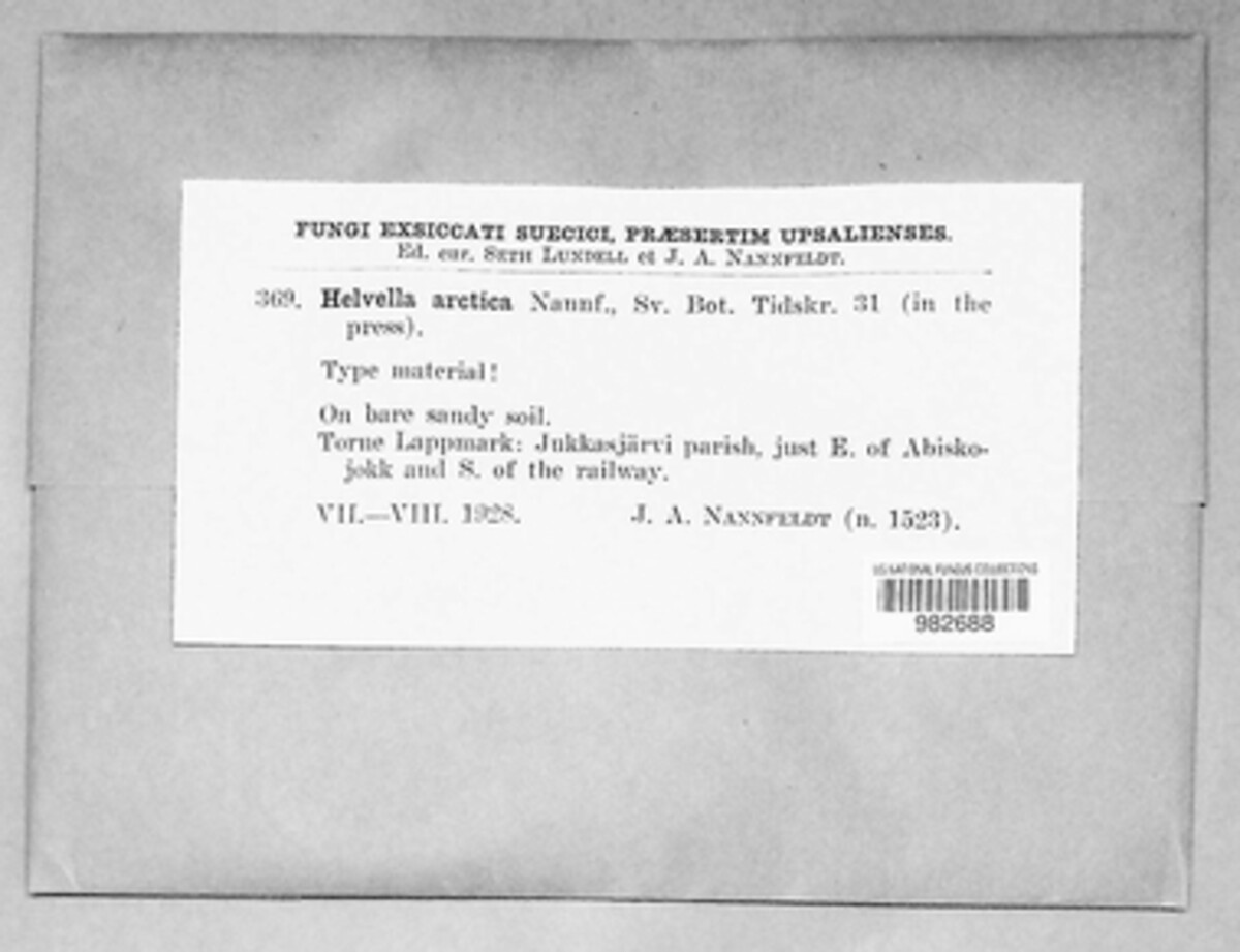 Helvella arctica image